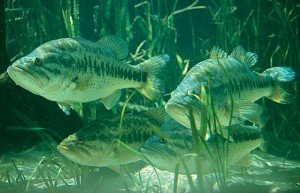 bass